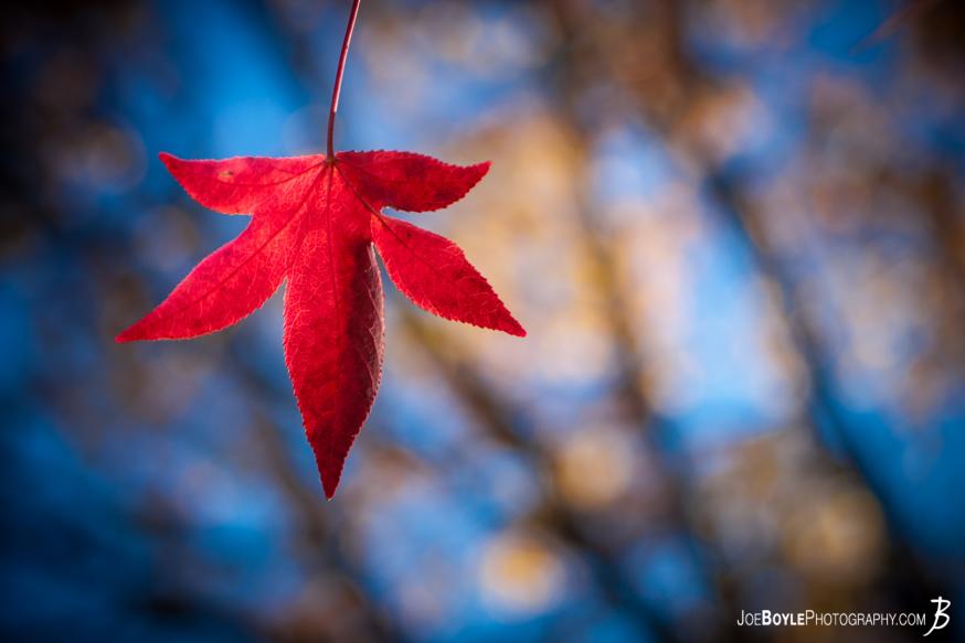I went out one day during the fall and I came across a few cool things to shoot. The vibrant red of these leaves could be clearly seen well before I came near this tree and provided for a very fall-e I went out one day during the fall and I came across a few cool things to shoot. The vibrant red of these leaves could be clearly seen well before I came near this tree and provided for a very fall-e
