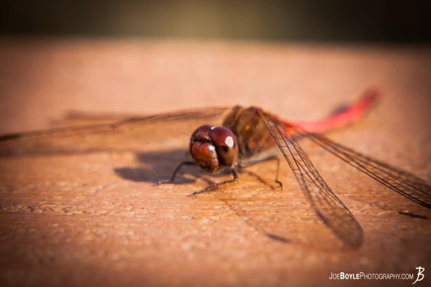 One Autumn day I went out to shoot the leaves &amp; the trees and behold, I found more than that! I found this dragonfly sitting very camly nearby!