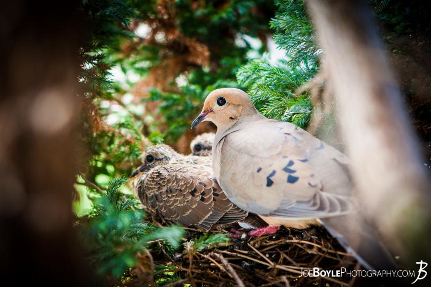 This mother bird and two of her nestlings decided to take up residence in a small tree directly outside my window! This mother bird and two of her nestlings decided to take up residence in a small tree directly outside my window!