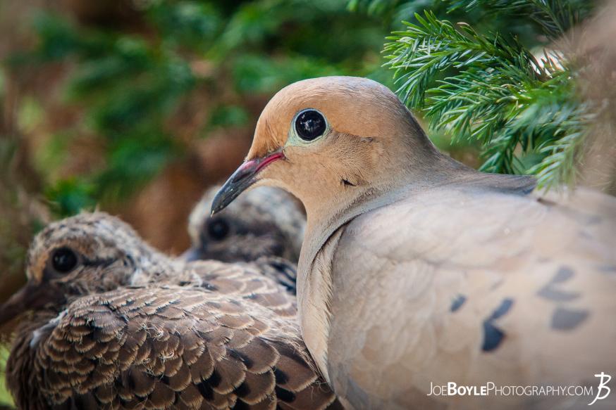 This mother bird and two of her nestlings decided to take up residence in a small tree directly outside my window! This mother bird and two of her nestlings decided to take up residence in a small tree directly outside my window!