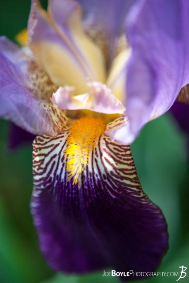 I took this image of these purple and white bearded irises on one, sunny afternoon. I walked past these flowers for a few days before finally remembering to bring my camera with me! I took this image of these purple and white bearded irises on one, sunny afternoon. I walked past these flowers for a few days before finally remembering to bring my camera with me!