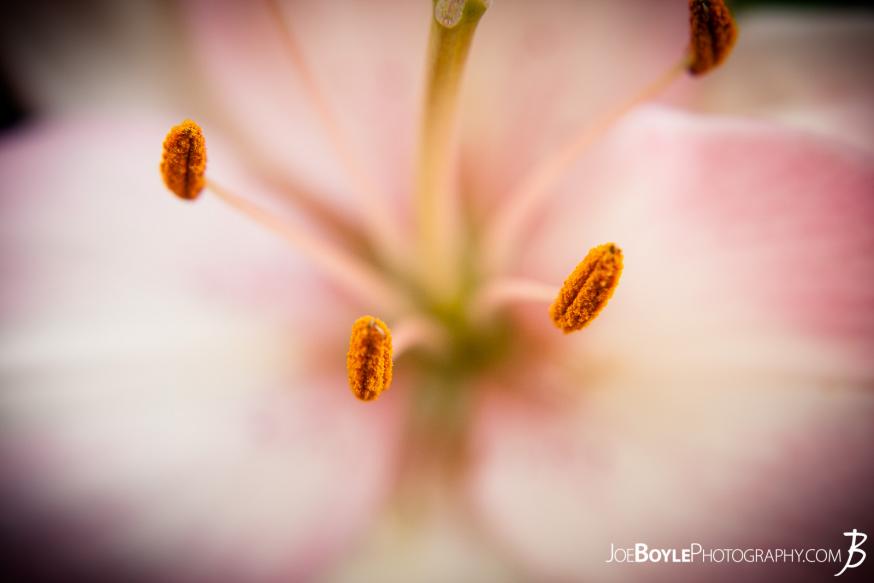I took this image of these pink lilies on one, sunny afternoon. I walked past these flowers for a few days before finally remembering to bring my camera with me! I took this image of these pink lilies on one, sunny afternoon. I walked past these flowers for a few days before finally remembering to bring my camera with me!