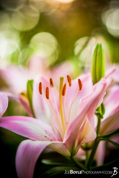 I took this image of these pink lilies on one, sunny afternoon. I walked past these flowers for a few days before finally remembering to bring my camera with me! I took this image of these pink lilies on one, sunny afternoon. I walked past these flowers for a few days before finally remembering to bring my camera with me!