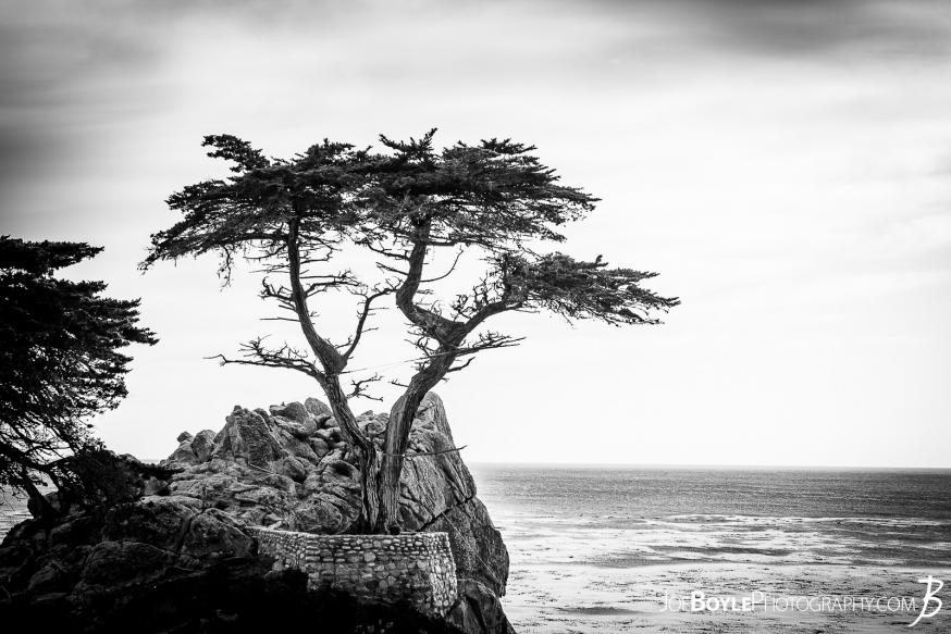 The infamous Lonely Cypress Tree on the 17 Mile Drive near Carmel by the Sea. The infamous Lonely Cypress Tree on the 17 Mile Drive near Carmel by the Sea.