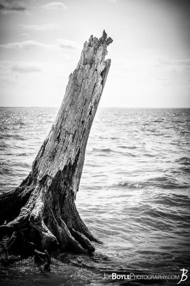 A solo tree trunk rising out of the lake. A solo tree trunk rising out of the lake.