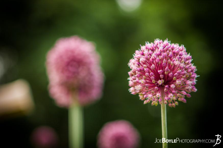 The Yorktown Onion is native to York County and likely introduced into the area in the colonial times from England. The Yorktown Onion is native to York County and likely introduced into the area in the colonial times from England.