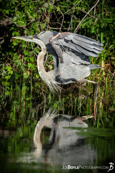 I was able to take this beautiful photo of a Heron on a trip to Michigan! I was able to take this beautiful photo of a Heron on a trip to Michigan!