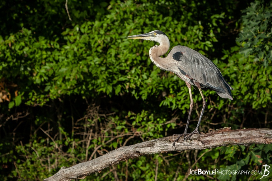 I was able to take this beautiful photo of a Heron on a trip to Michigan!