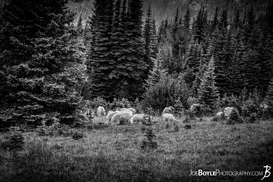 On our hike of the Wonderland Trail we encountered this herd of goats just a short distance from the trail. On our hike of the Wonderland Trail we encountered this herd of goats just a short distance from the trail.