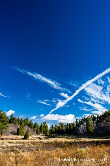 This is a photo of a field with trees and a beautiful blue sky with some gorgeous clouds on the West Rim Trail in Zion National Park.