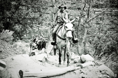 grand-canyon-mules