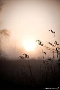 plantlife-silhouette