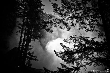 mist-through-the-trees