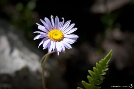 purple-flower-on-the-jmt