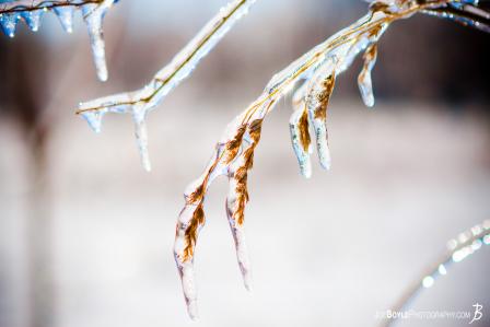 weeds-coated-in-ice
