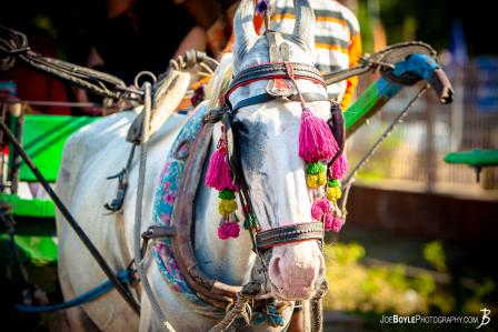 horse-and-buggy-in-india