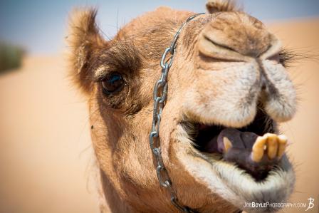 camel-portrait
