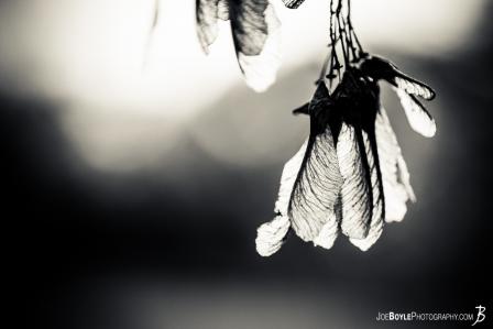 helicopter-seeds-maple-seeds