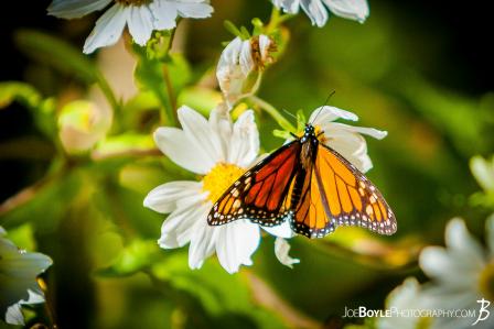butterfly-on-white-daisies-ii