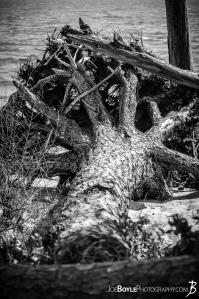 fallen-tree-in-water