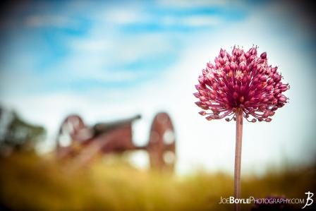 cannon-yorktown-onion-color