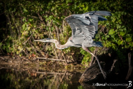 heron-taking-off-for-flight-ii