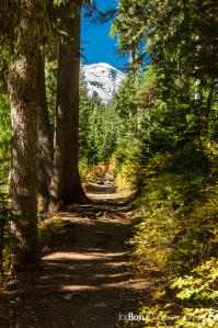 mount-rainier-from-wonderland-trail-near-summerland-campground