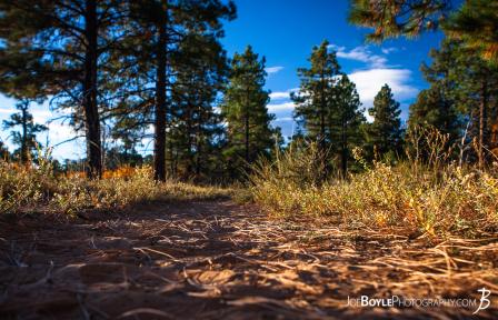 close-up-of-path-trail-in-zion-national-park