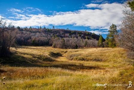 field-with-trees-and-hills-in-zion-national-park