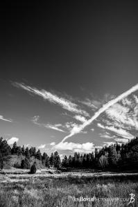 field-with-trees-and-beautiful-blue-sky-with-clouds-black-and-white-portrait