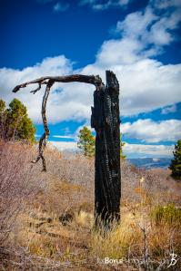burnt-tree-trunk-on-west-rim-trial-in-zion-national-park-color
