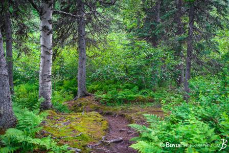 kesugi-ridge-trail-landscape