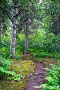 kesugi-ridge-trail-portrait