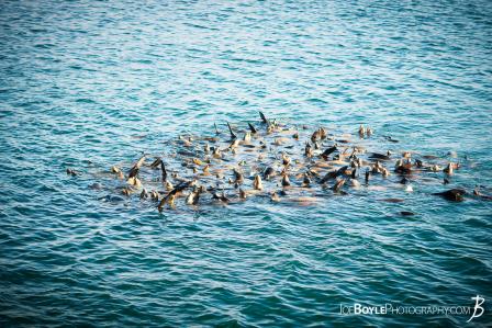school-harem-of-sea-lions-at-monterey-california