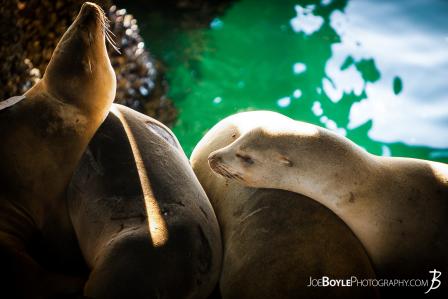 closeup-of-sea-lions-resting