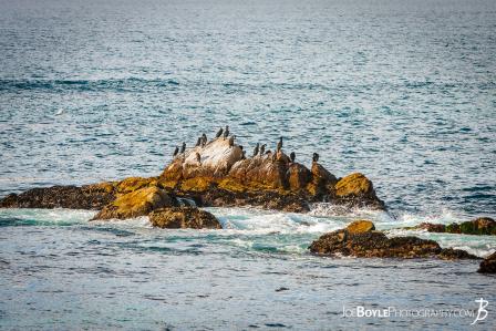 birds-cormorant-shags-on-rock-along-17-mile-drive-