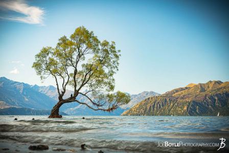 that-wanaka-tree