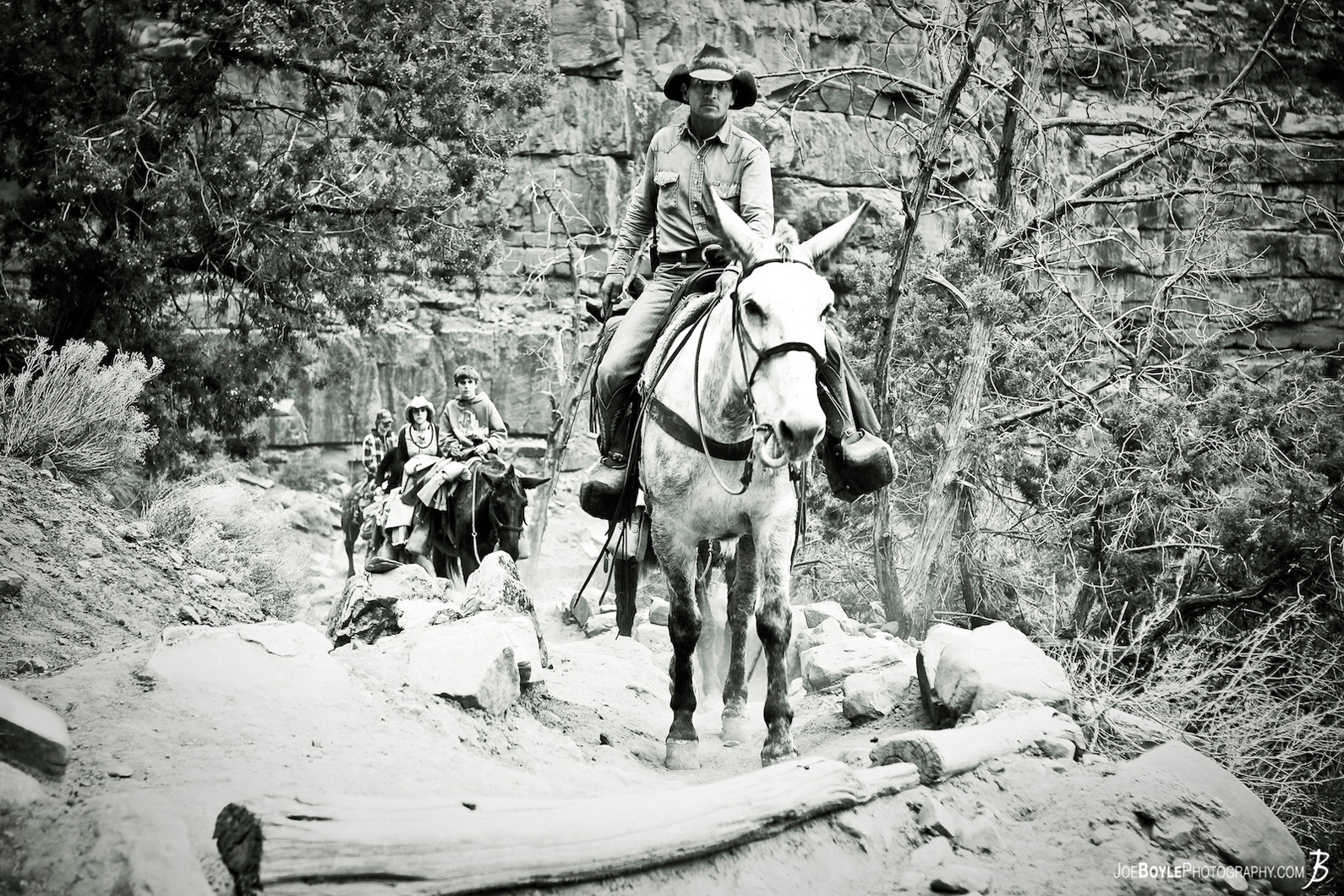 grand-canyon-mules