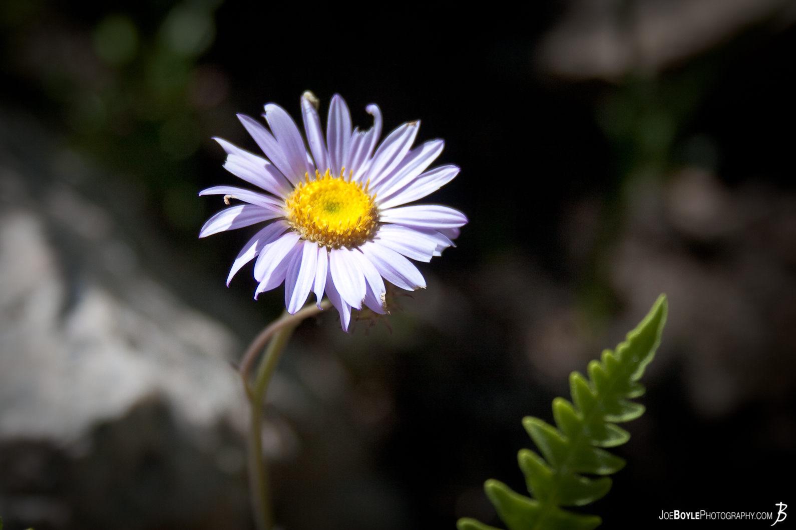 purple-flower-on-the-jmt