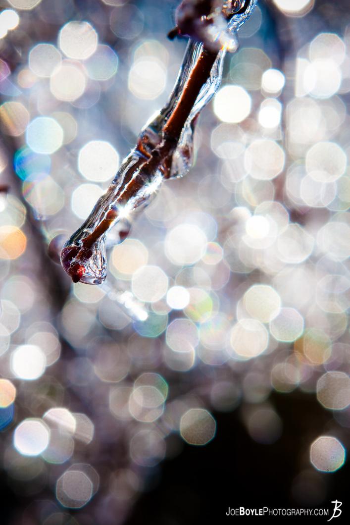 tree-branch-covered-with-ice