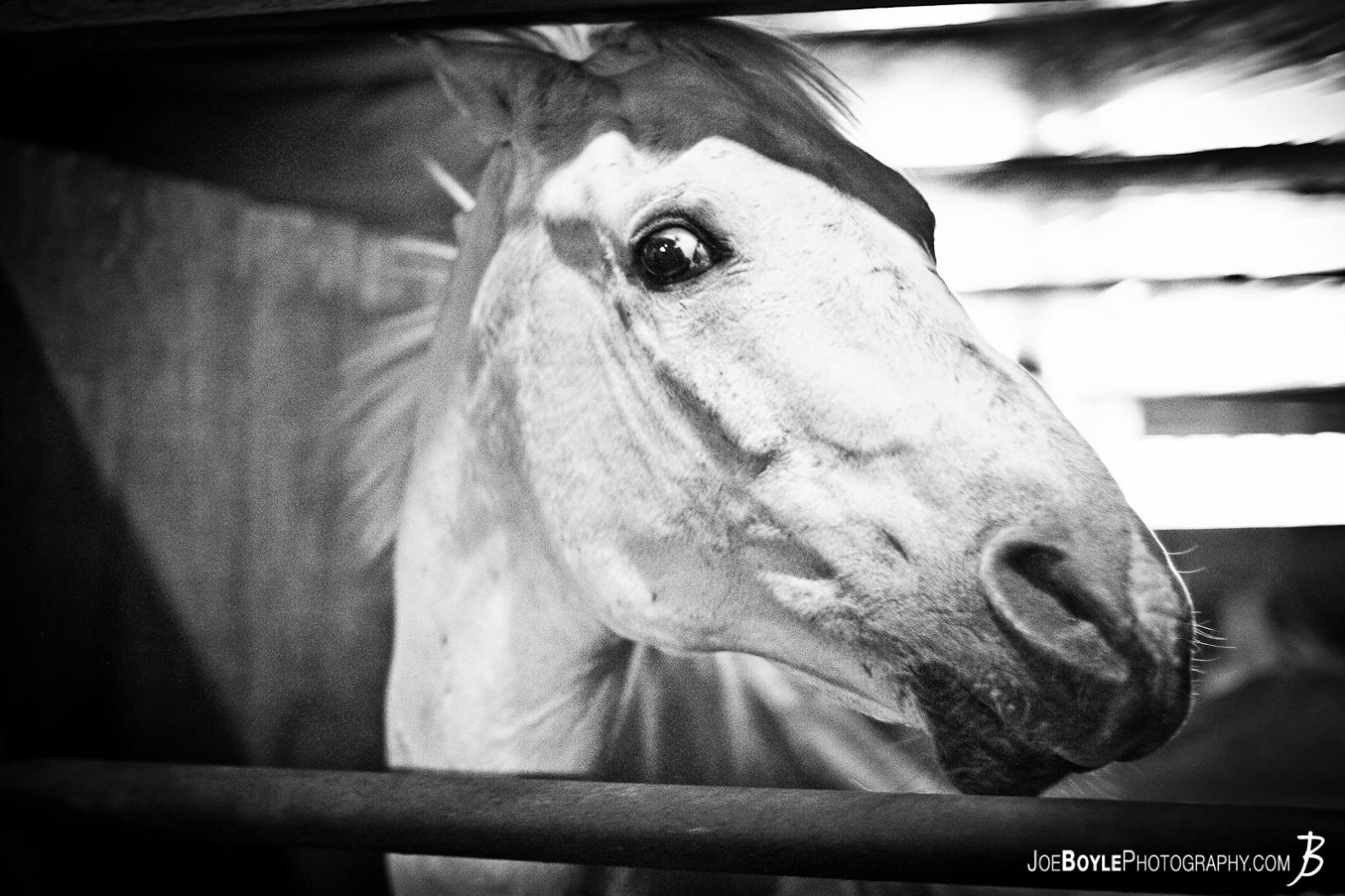 black-white-horse-stinkeye