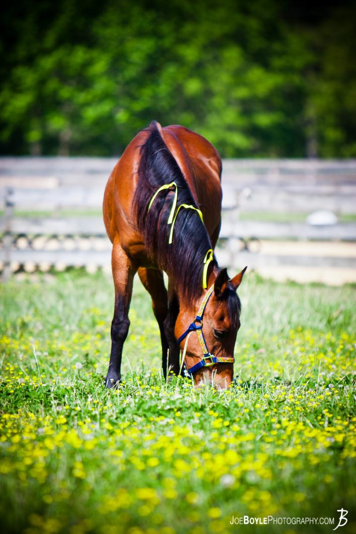 horse-eating-in-a-green-field-portrait
