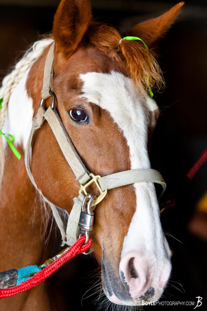 horse-portrait-picture