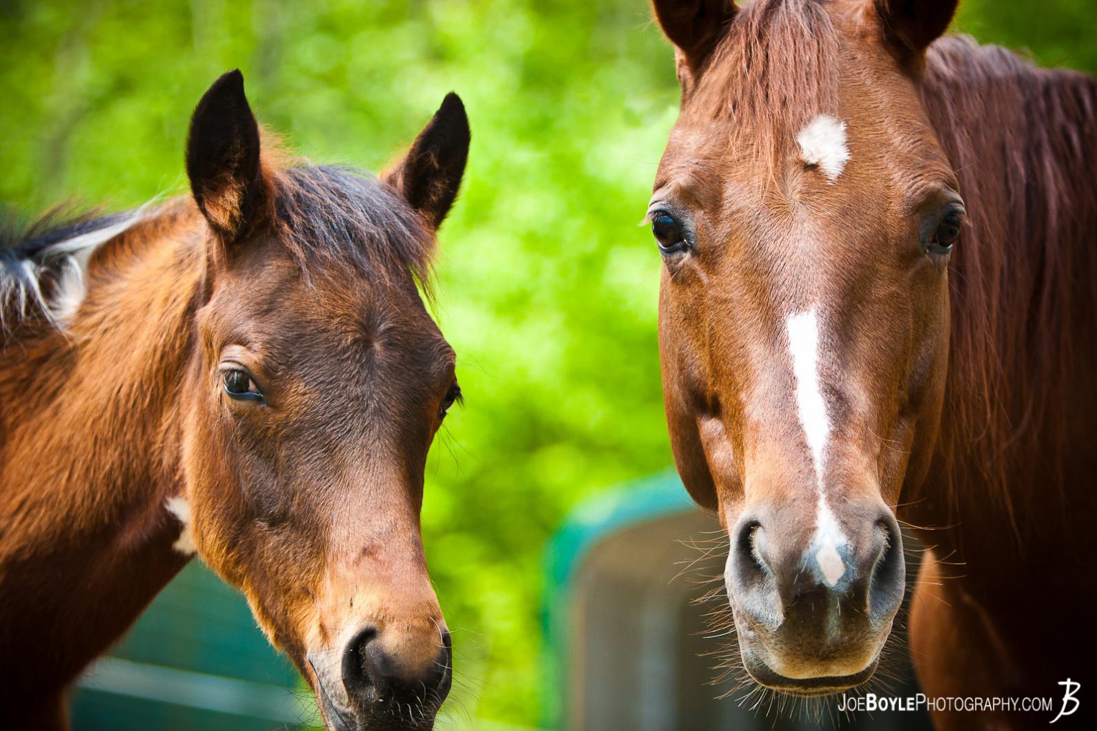 momma-horse-and-her-colt