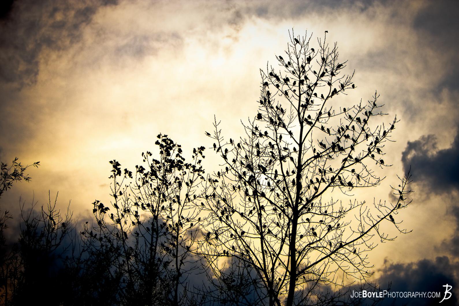 birds-sitting-on-a-tree