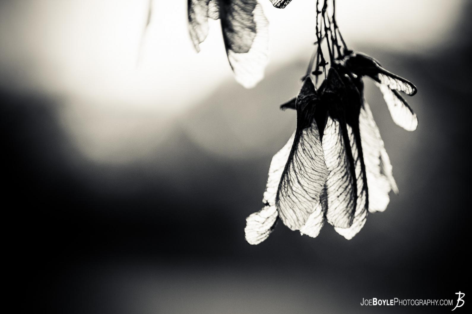 helicopter-seeds-maple-seeds