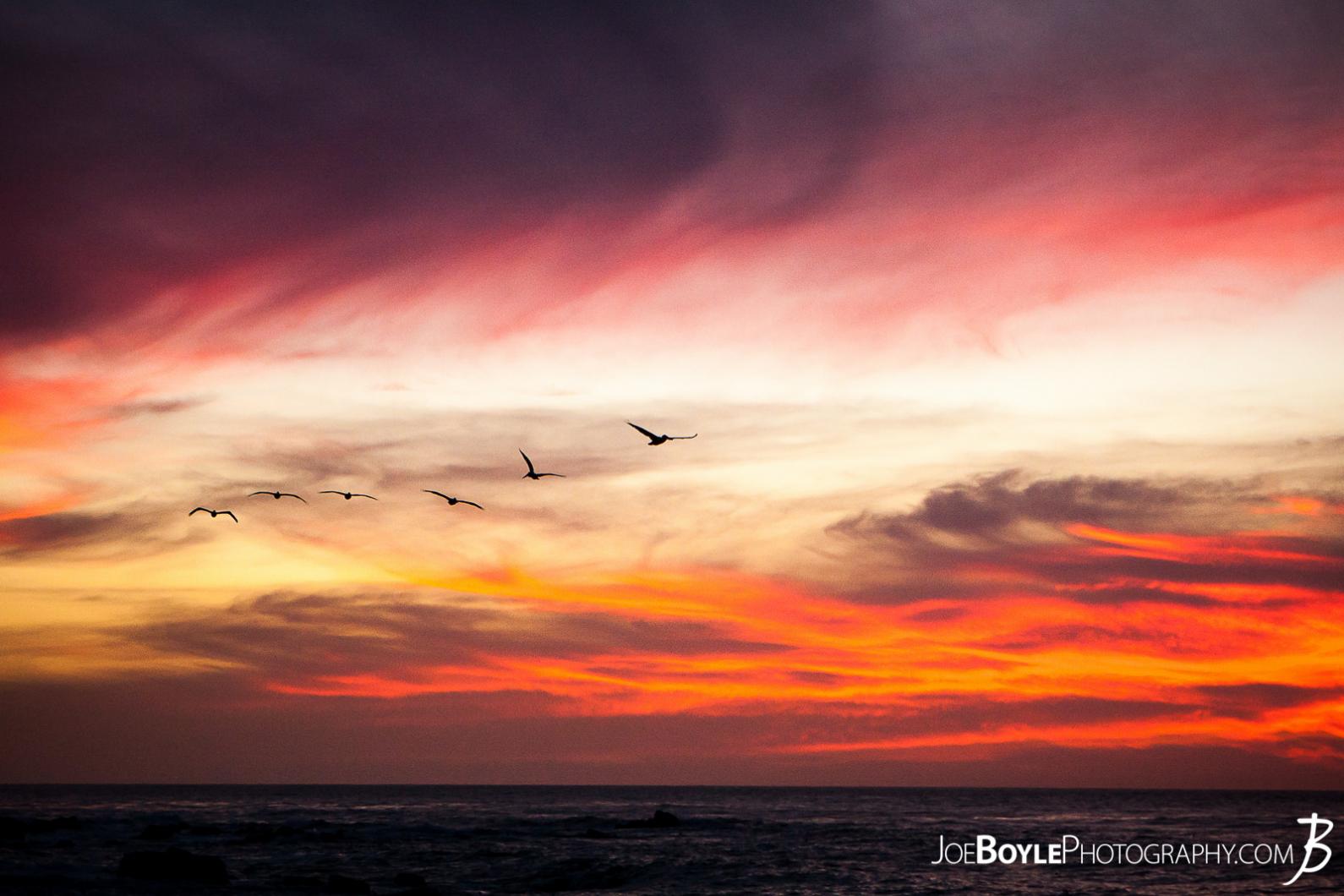 herons-flying-in-the-sunset