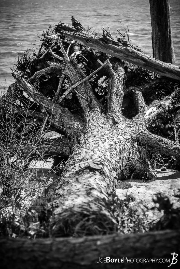 fallen-tree-in-water