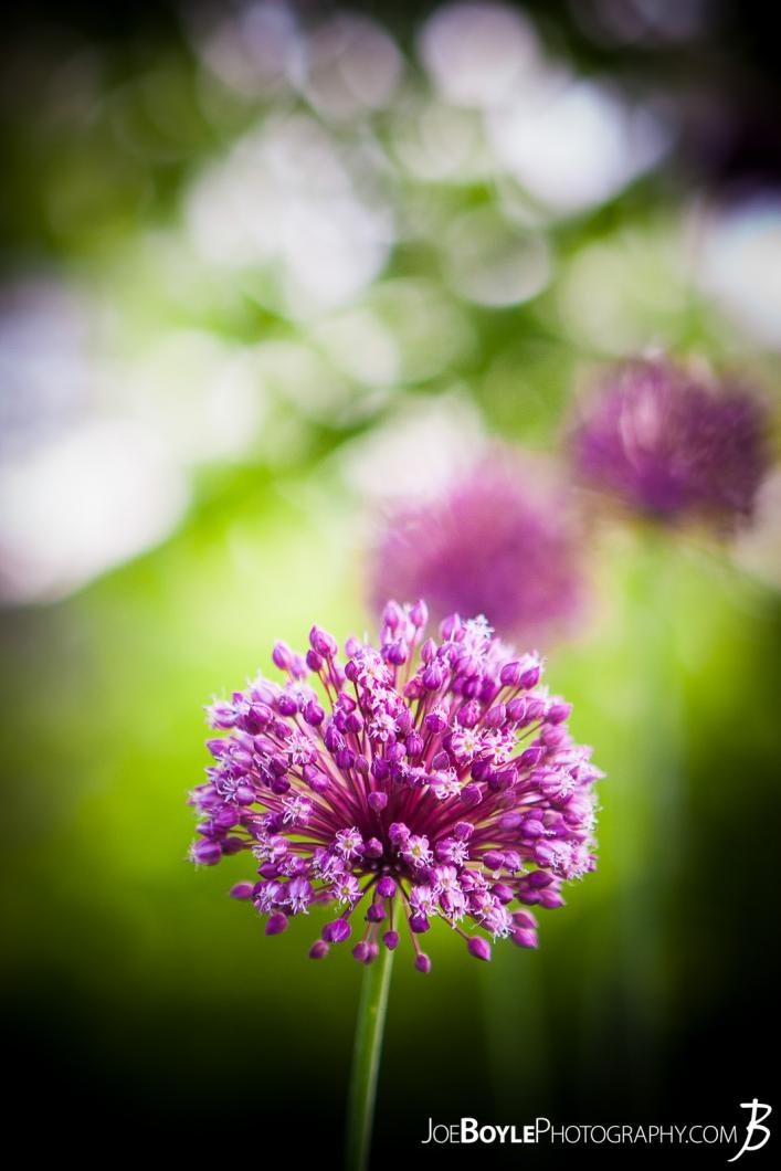 yorktown-onion-portrait