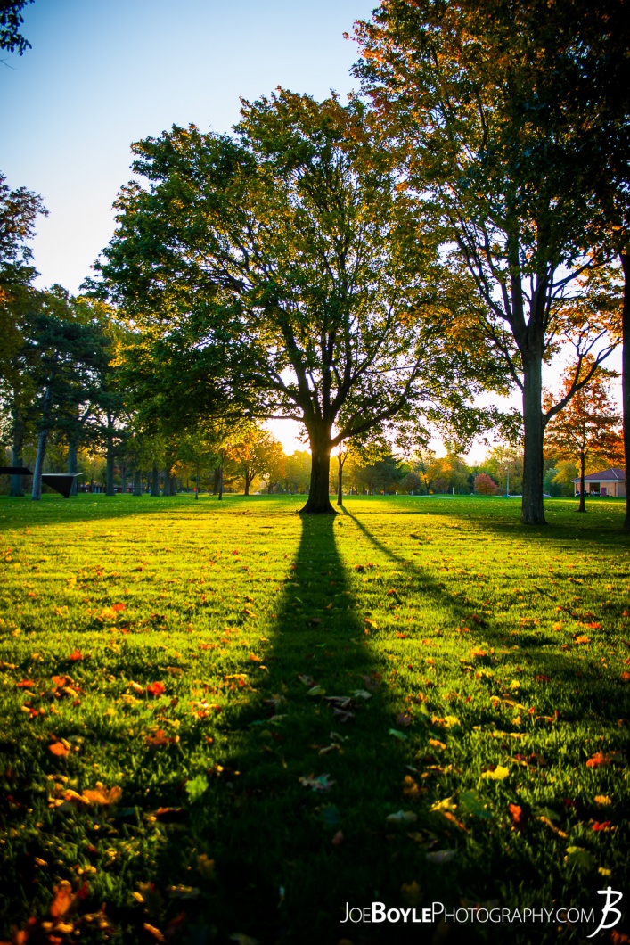 sunrise-behind-a-tree-in-cleveland-ohio